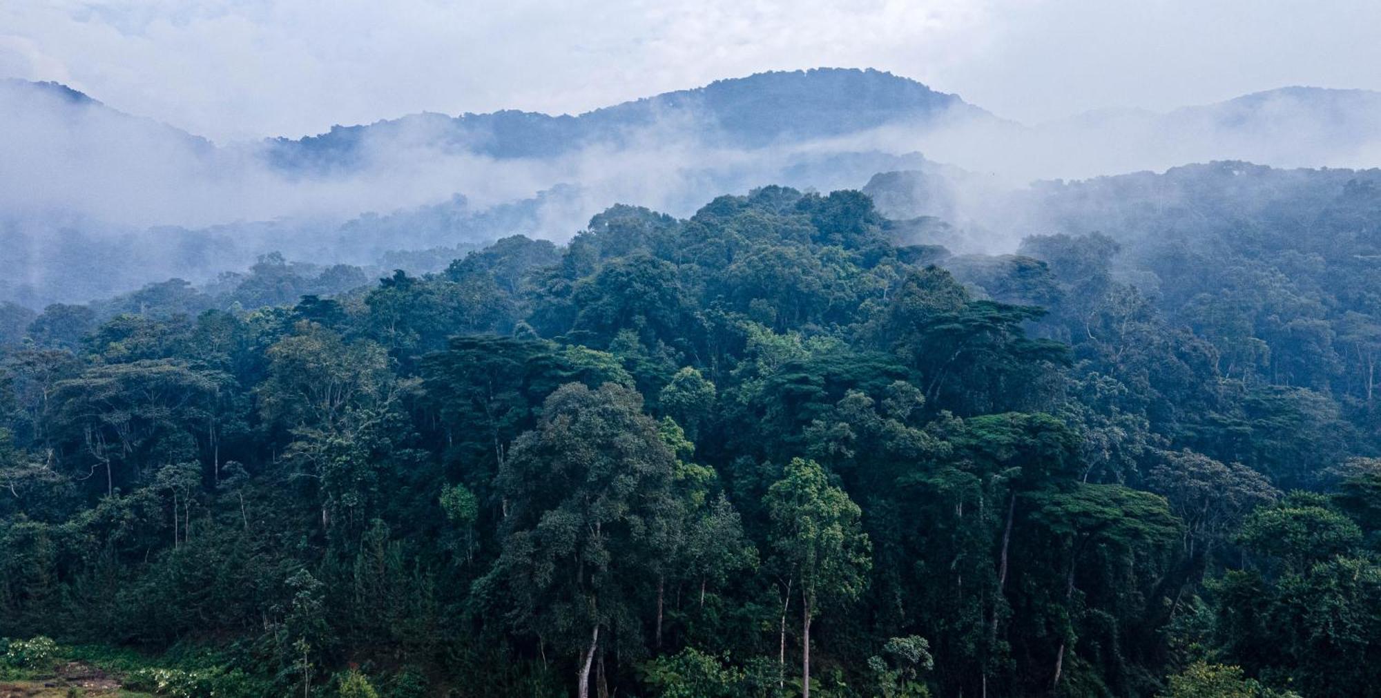 Gorilla Safari Lodge Rubuguli 외부 사진