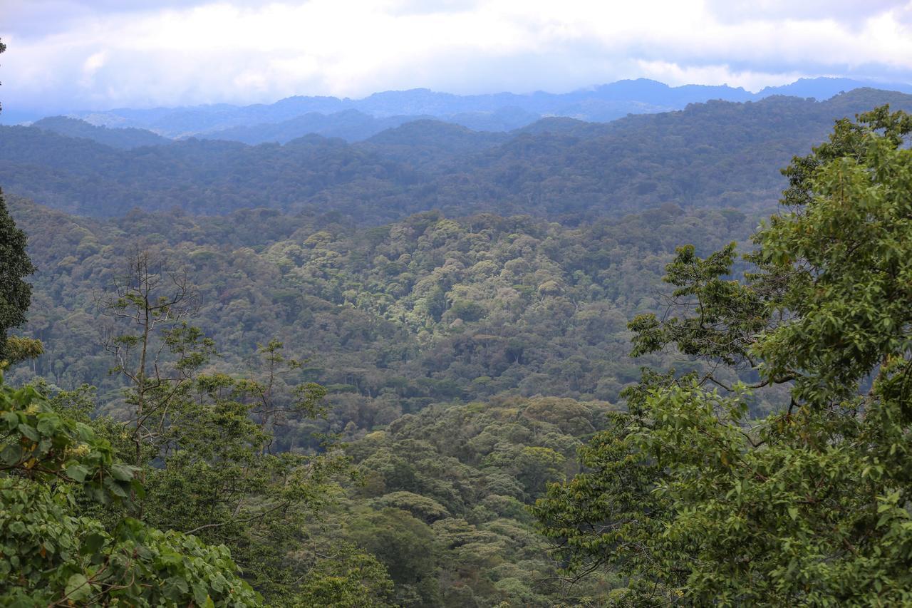 Gorilla Safari Lodge Rubuguli 외부 사진