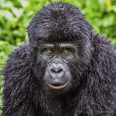 Gorilla Safari Lodge Rubuguli 외부 사진