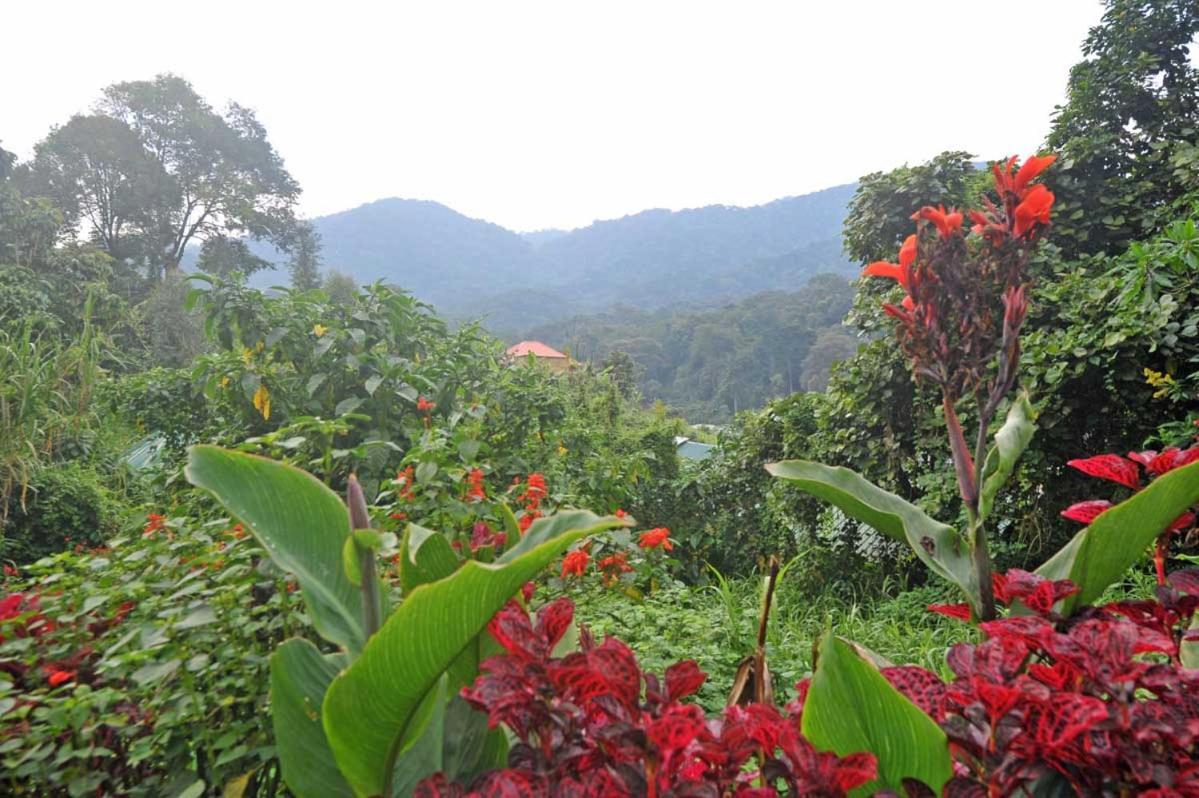 Gorilla Safari Lodge Rubuguli 외부 사진